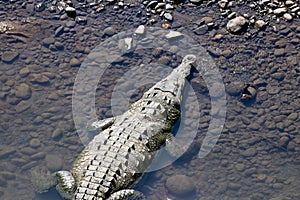 An American crocodile in the Tarcoles River, Costa Rica