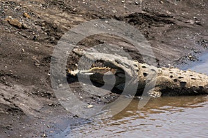 American crocodile