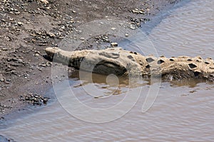 American crocodile