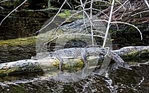 American crocodile