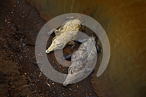 American crocodiles, Crocodylus acutus, animals in the river. Wildlife scene from nature. Crocodiles from river Tarcoles, Costa