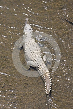 American crocodiles, Crocodylus acutus, animals in the river. Wildlife scene from nature. Reptile from river Tarcoles, Costa Rica