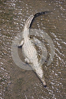 American crocodiles, Crocodylus acutus, animals in the river. Wildlife scene from nature. Reptile from river Tarcoles, Costa Rica