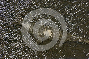 American crocodiles, Crocodylus acutus, animals in the river. Wildlife scene from nature. Reptile from river Tarcoles, Costa Rica