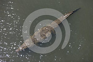 American crocodiles, Crocodylus acutus, animals in the river. Wildlife scene from nature. Reptile from river Tarcoles, Costa Rica