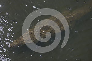 American crocodiles, Crocodylus acutus, animals in the river. Wildlife scene from nature. Reptile from river Tarcoles, Costa Rica