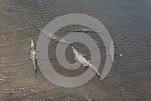 American crocodiles, Crocodylus acutus, animals in the river. Wildlife scene from nature. Reptile from river Tarcoles, Costa Rica