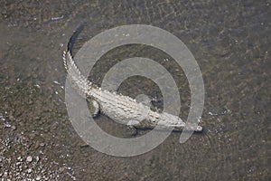 American crocodiles, Crocodylus acutus, animals in the river. Wildlife scene from nature. Reptile from river Tarcoles, Costa Rica