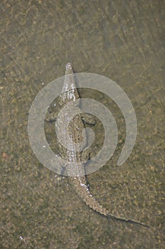 American crocodiles, Crocodylus acutus, animals in the river. Wildlife scene from nature. Reptile from river Tarcoles, Costa Rica