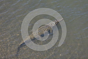 American crocodiles, Crocodylus acutus, animals in the river. Wildlife scene from nature. Reptile from river Tarcoles, Costa Rica