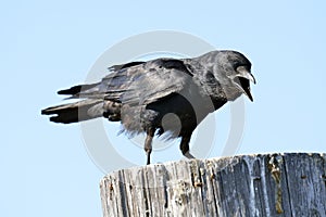 American Crow photo