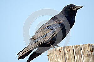 American Crow