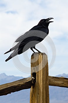 American Crow