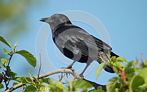 American crow. photo