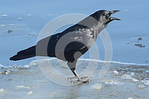 American crow