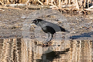 American Crow calling out in Golden Pond
