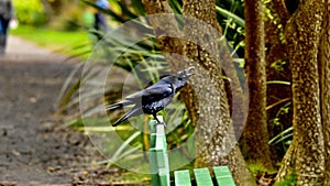 American crow, Corvus brachyrhynchos, 11.