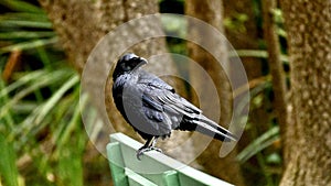 American crow, Corvus brachyrhynchos, 12.