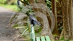 American crow, Corvus brachyrhynchos, 13.