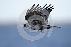 American crow, corvus brachyrhynchos photo