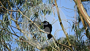 American crow, Corvus brachyrhynchos, 14.