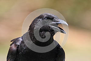 American Crow (Corvus brachyrhynchos) photo