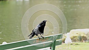 American crow, Corvus brachyrhynchos, 20.