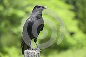 American Crow Corvus brachyrhynchos