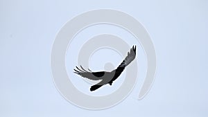 American crow, Corvus brachyrhynchos, 3.