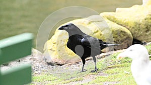 American crow, Corvus brachyrhynchos, 30.