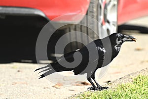 American crow, Corvus brachyrhynchos, 7.