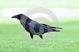 American crow, Corvus brachyrhynchos, 8.