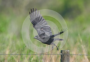 American crow Corvus brachyrhynchos flying from fence post in Florida