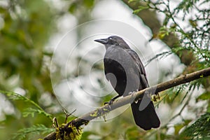 American Crow (Corvus brachyrhynchos) perched high up on branch