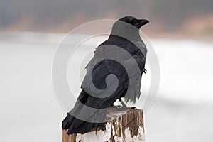 American crow Corvus brachyrhynchos perched on San Simeon Big Sur pier on the central California coast - USA