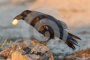 Common Raven eating an egg stolen from unguarded birds nest photo