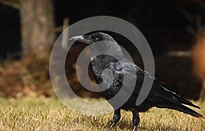 American Crow feeding