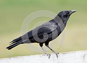 American Crow photo