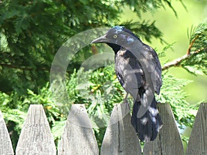 American Crow iridescent feathers Sitting atop a garden fence