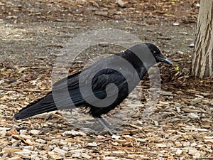 An American Crow raven. A large passerine bird species of the family Corvidae