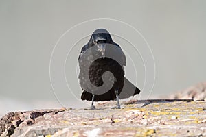 American crow resting at seaside beach