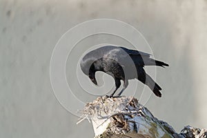 American crow resting at seaside beach