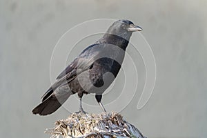 American crow resting at seaside beach