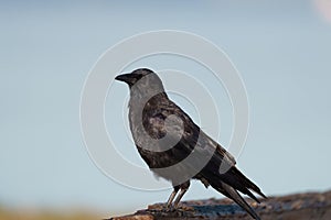 American crow resting at seaside beach