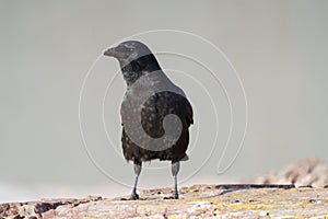 American crow resting at seaside beach