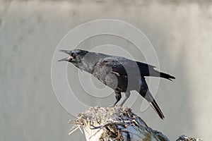 American crow resting at seaside beach