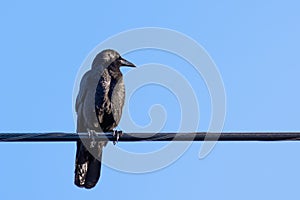 American crow sitting on a cable; blus sky background