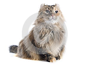 American curl cat