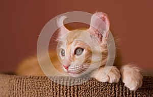 American Curl kitten