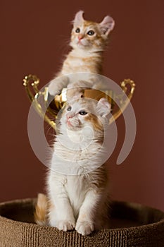 American Curl kitten